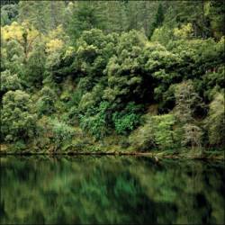 Conifer : Crown Fire